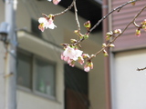 20080309-04.JPG