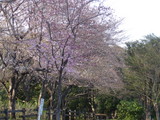 20060325-3.JPG