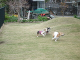 20060417-8.JPG