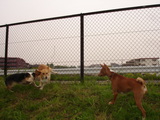 20060429-1.JPG