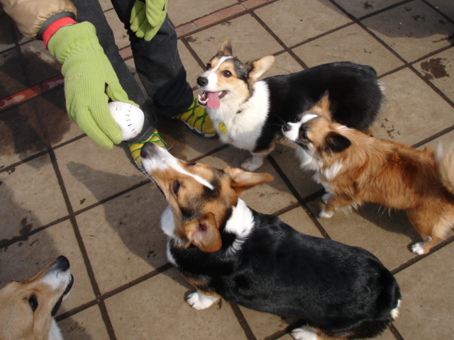 親戚犬 モモちゃん現る こぎこぎコーギー