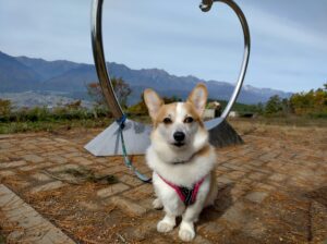 鷹狩山